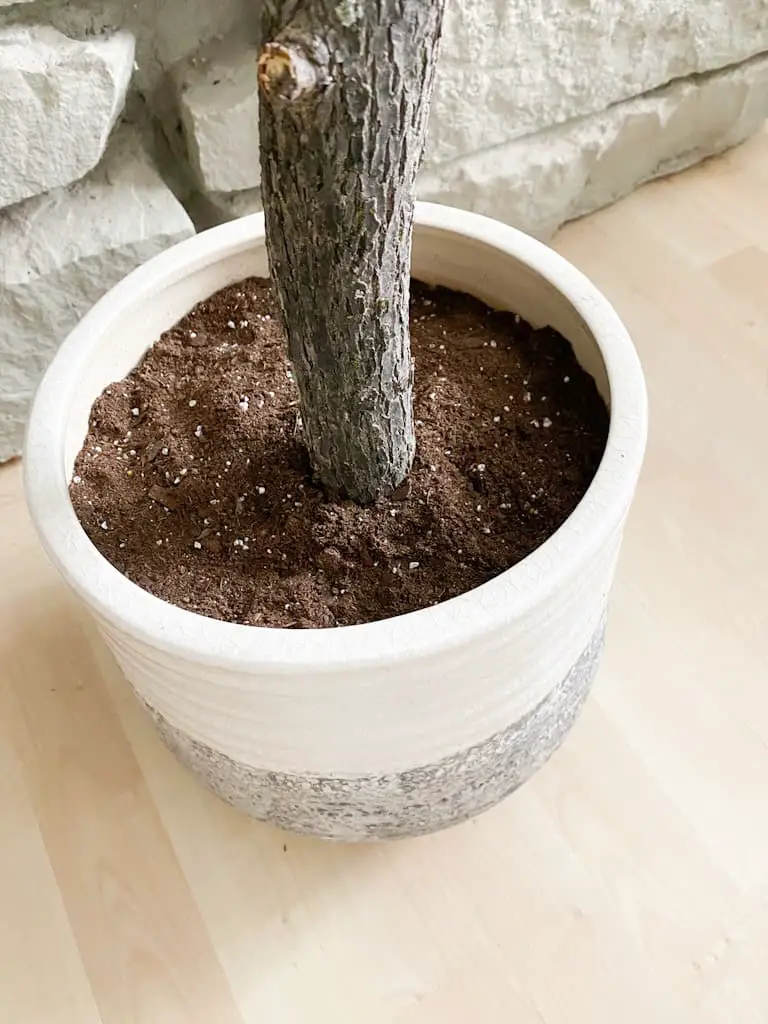 The pot of a fake tree with potting soil inside and a real tree branch sticking out.