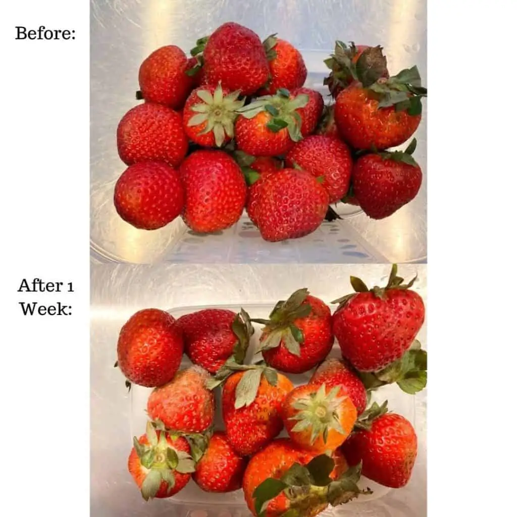 The top image is a set of freshly purchased strawberries in a FridgeSmart Small Deep Tupperware container. The bottom image is the strawberries after 2 weeks, some are beginning to mold along the bottom of the bun and they are not quite as vibrant red as before.