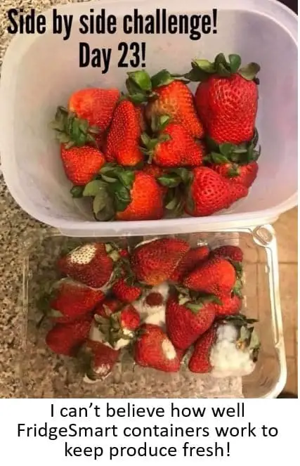 Side by side comparison of strawberries that have been in the fridge for 23 days. The top is in a FridgeSmart container and they are still in great condition. The bottom ones are in a regular grocery store container and are all full of mold.